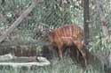 Tragelaphus spekei Une antilope - jeune Sitatunga©P.Houben